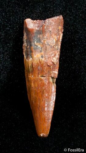 Inch Long Spinosaurus Tooth #2814